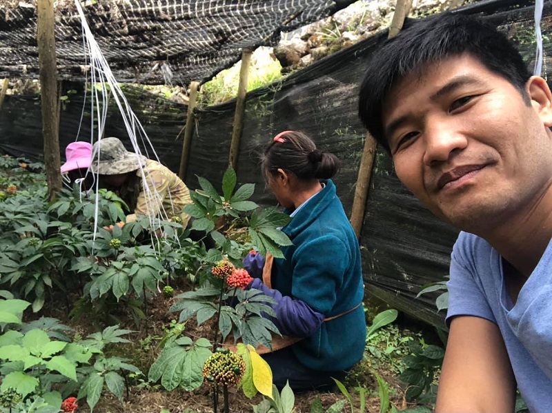 Thông tin hữu ích về củ Tam Thất Bắc chất lượng 19 3 1