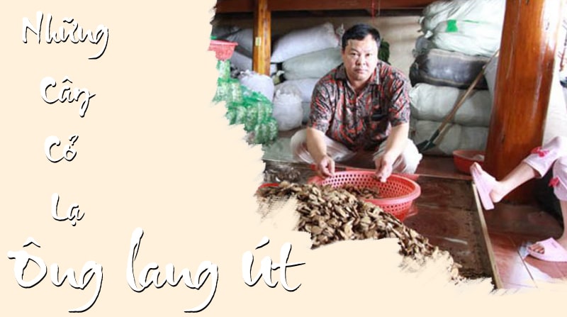 Những cây cỏ lạ trị bệnh xương khớp, gút của ông lang Giáy 21 nhung cay co la tri benh xuong khop gut cua ong lang ut