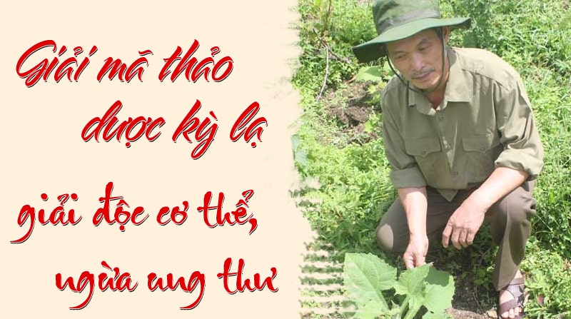 Giải mã thảo dược kỳ lạ giải độc cơ thể, ngừa ung thư 20 tra truong sinh thang1