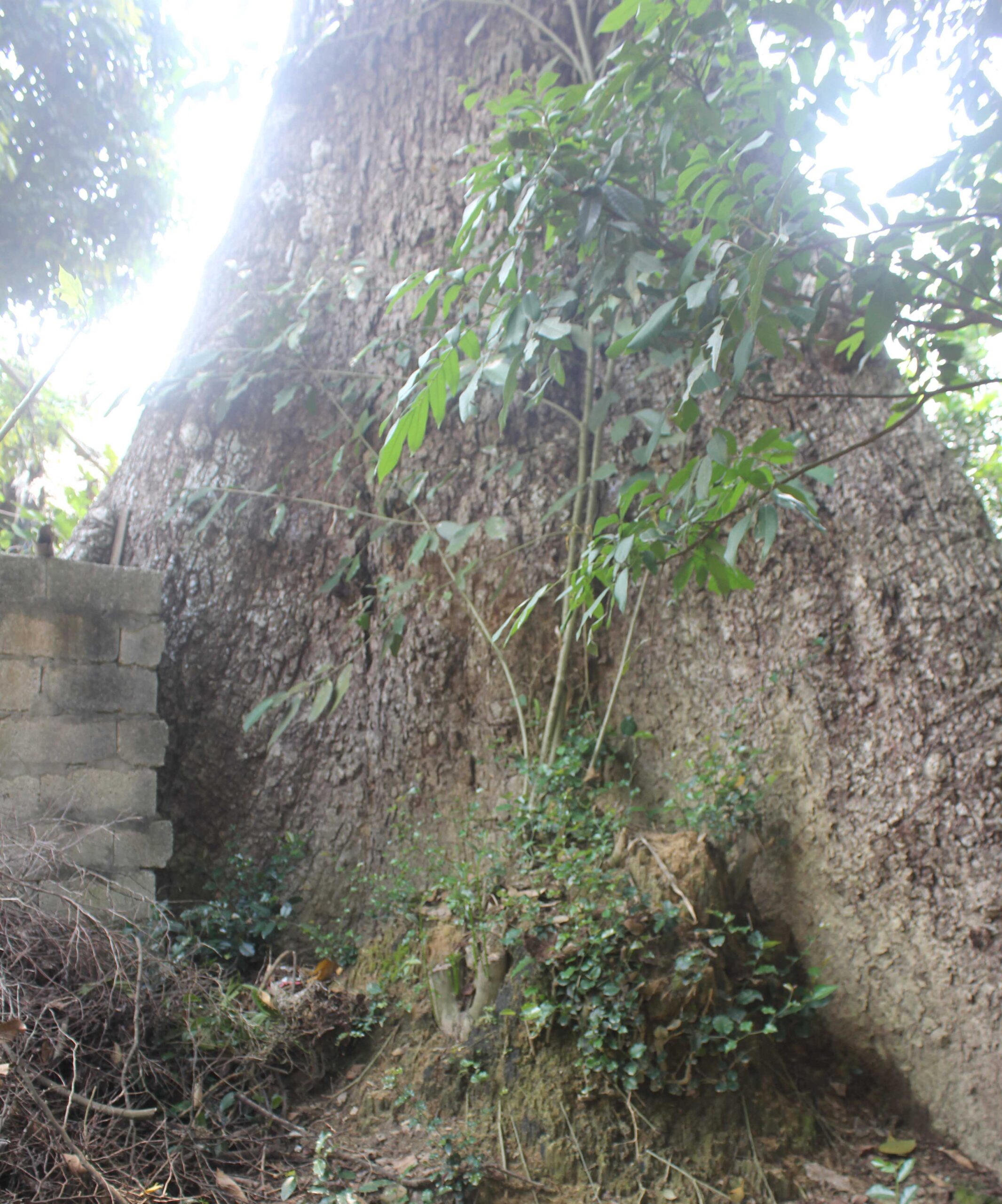 Thần hổ xám khổng lồ ở miền tây Thanh Hóa (kỳ 4) 3 4 2 scaled