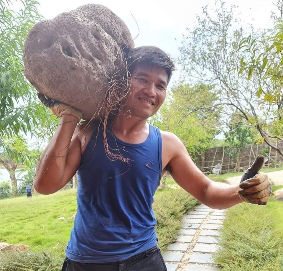 Trà trào ngược - viêm loét dạ dày - đại tràng 2 494126848 9436061573189205 7420937121117920320 n