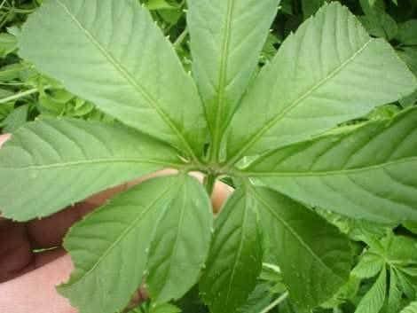 Thông tin thú vị về Giảo Cổ Lam 7 lá 18 548217356 1334475748042883 296896258059607715 n