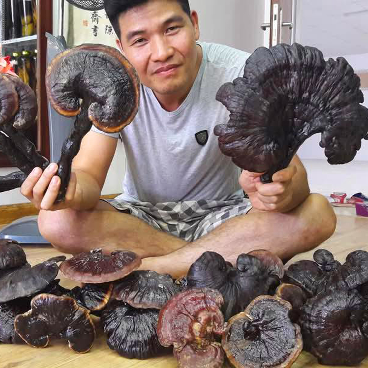 Nấm Lim Xanh Rừng 29 nam lim