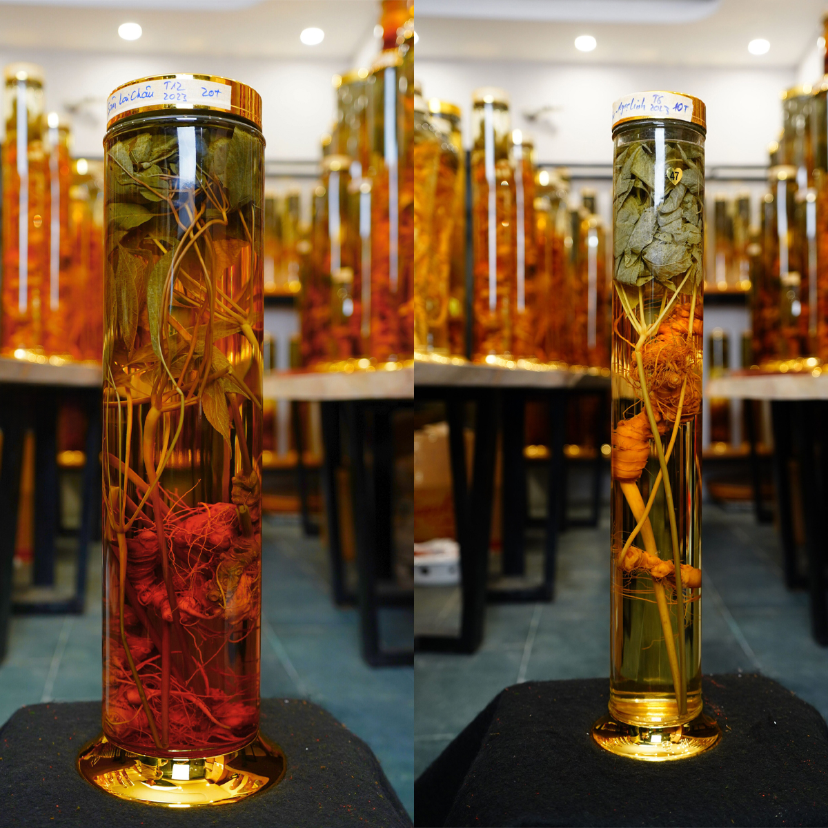 Rượu sâm 3 ruou sam