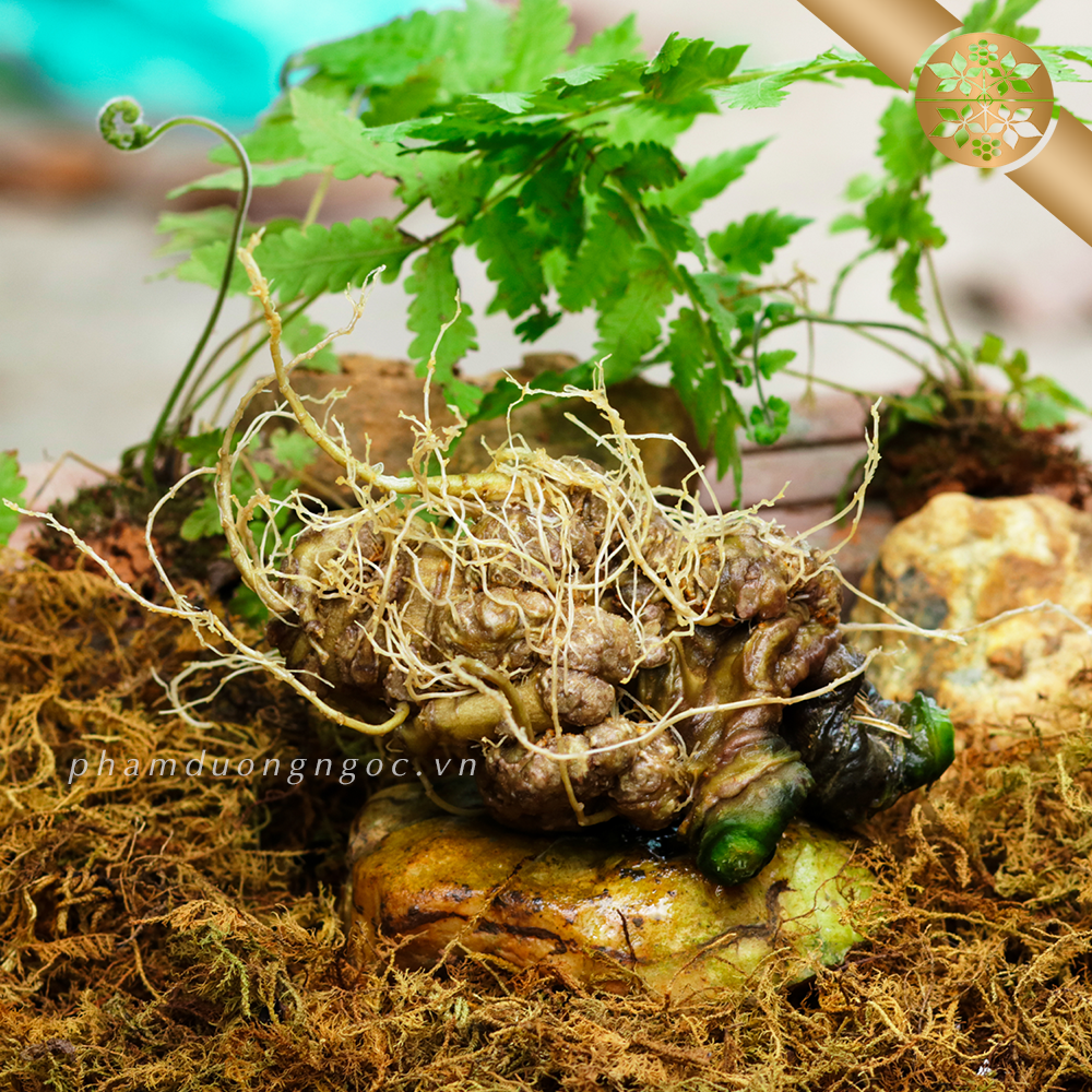 Tam thất bắc 5 tam that bac 1