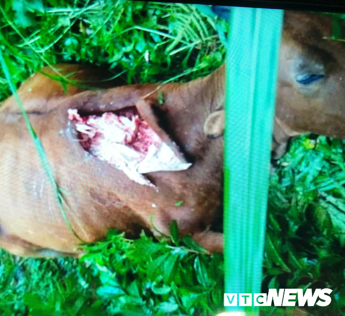 Bí ẩn ‘quái thú’ giết bò hàng loạt trong rừng Pù Luông khiến người Mường khiếp sợ 13 fdbfd